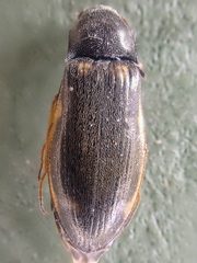 Eanus granicollis