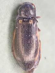 Eanus granicollis