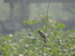 Saxicola maurus