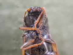 Eanus granicollis