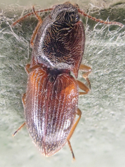 Hypnoidus bicolor