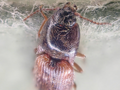 Hypnoidus bicolor