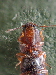 Hypnoidus bicolor