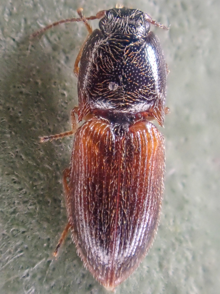 Bicolour Click Beetle