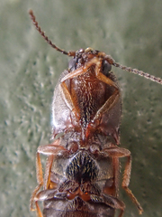 Hypnoidus bicolor
