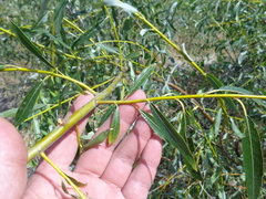 Salix acutifolia