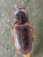 Hypnoidus bicolor