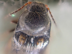 Eanus granicollis