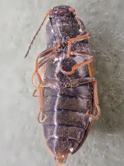 Eanus granicollis