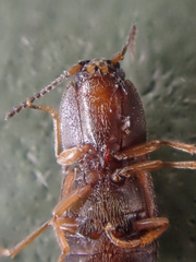 Hypnoidus bicolor
