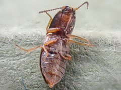 Hypnoidus bicolor