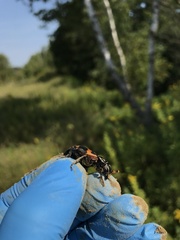 Nicrophorus sayi