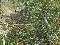 Salix acutifolia