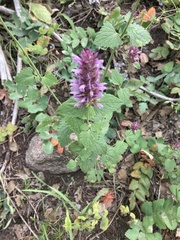 Agastache pallidiflora