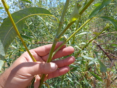 Salix acutifolia