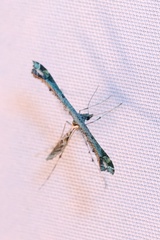 Anstenoptilia