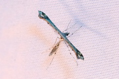 Anstenoptilia