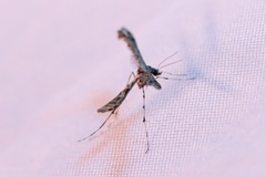 Anstenoptilia