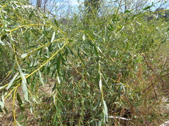 Salix acutifolia
