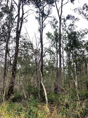 Eucalyptus helidonica