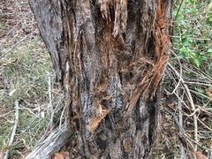 Eucalyptus helidonica