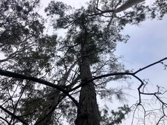 Eucalyptus helidonica