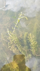 Potamogeton richardsonii