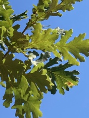 Quercus frainetto
