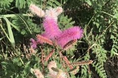 Mimosa dysocarpa