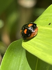 Harmonia axyridis