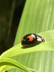 Harmonia axyridis