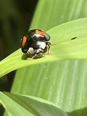Harmonia axyridis