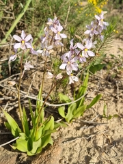 Cyanella orchidiformis
