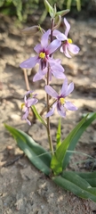 Cyanella orchidiformis