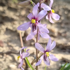 Cyanella orchidiformis