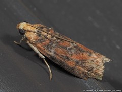 Sciota rubrisparsella