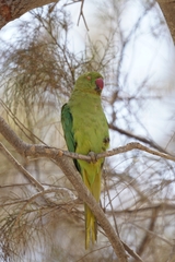 Psittacula krameri