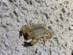 Anuroctonus phaiodactylus