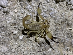 Anuroctonus phaiodactylus