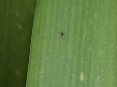 Ceraphronoidea