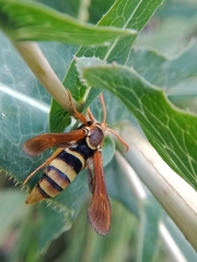 Paranthrene robiniae