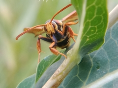Paranthrene robiniae