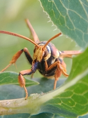 Paranthrene robiniae