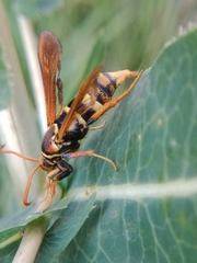 Paranthrene robiniae