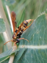 Paranthrene robiniae