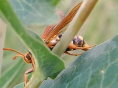Paranthrene robiniae