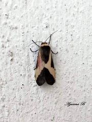 Allanwatsonia hodeva