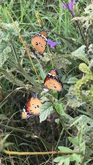 Danaus chrysippus