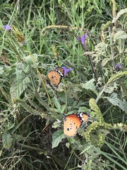Danaus chrysippus