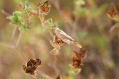 Acrididae